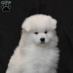 Skye, Samoyed Puppy